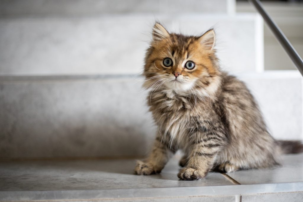 Fluffy kittens sales for adoption